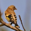 Stehlik obecny - mladý pták 9166
